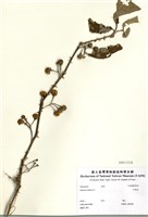 藏品(印度茄)的圖片